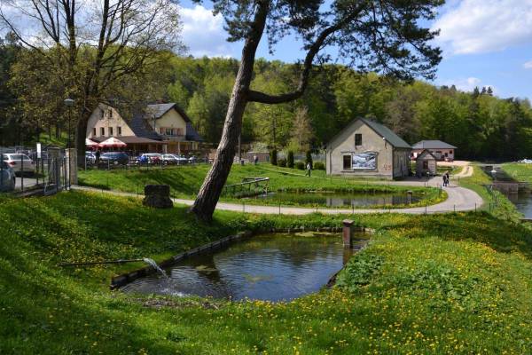 Spacer w dolinie Wiercicy – odkryj przyrodnicze i historyczne skarby Złotego Potoku - dsc 8453